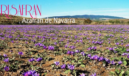 Azafrán de Navarra, FRISAFRAN. Jóvenes Emprendedores de la Ribera de Navarra